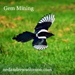 A gorgeous magpie with wings spread wide, coasting above a field, searching for shiny objects.