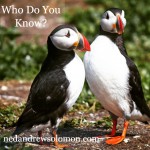 Two puffins chatting with Who Do You Know? above them.