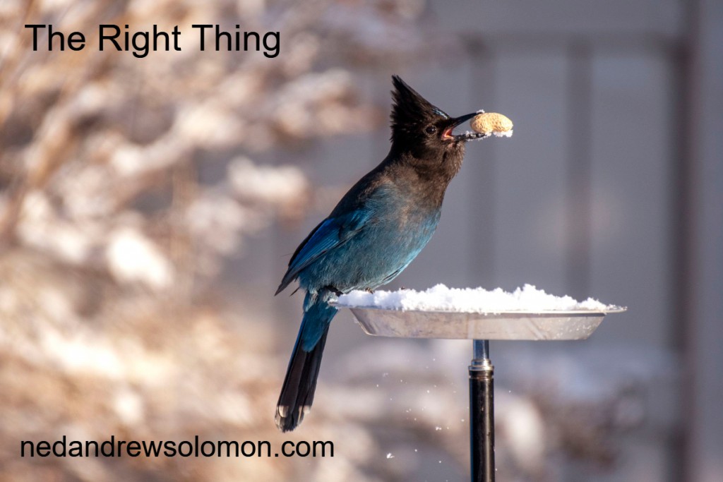 PD: There is an image of a beautiful blue and black bird who has landed on a flat dish bird feeder in the middle of winter. The feeder is covered with snow and the bird has selected a peanut in its shell to eat holding it firmly in its beak.