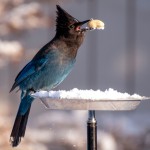 PD: There is an image of a beautiful blue and black bird who has landed on a flat dish bird feeder in the middle of winter. The feeder is covered with snow and the bird has selected a peanut in its shell to eat holding it firmly in its beak.